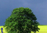 Image of