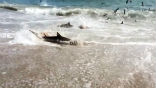 A rare shark feeding frenzy was caught on video in North Carolina, as hundreds of sharks attacked a school of Blue Fish. Image of A rare shark feeding frenzy was caught on video in North Carolina, as hundreds of sharks attacked a school of Blue Fish.