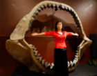 The massive Megalodon shark could have preyed on baleen whales, now the largest animals in the world. Image of The massive Megalodon shark could have preyed on baleen whales, now the largest animals in the world.