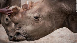 Suni, the 34-year-old northern white Rhino who was key to potentially keep the species alive, has died of natural causes in Kenya. Image of Suni, the 34-year-old northern white Rhino who was key to potentially keep the species alive, has died of natural causes in Kenya.