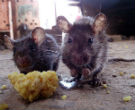 Rats carry plague infected fleas, which are the prime carriers and transmitters of the disease to humans. Image of Rats carry plague infected fleas, which are the prime carriers and transmitters of the disease to humans.