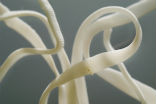 A type of parasitic tapeworm, just a little over 0.3 inches in length, burrowed its way through the brain of a British man for four years. Image of A type of parasitic tapeworm, just a little over 0.3 inches in length, burrowed its way through the brain of a British man for four years.