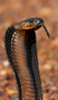 A man strolling along the beach encountered a Cape Cobra, while it was taking a dip in the pool to soak its skin prior to shedding. (Photo: http://www.capesnakeconservation.com/western-cape-snakes/venomous/cape-cobra/) Image of A man strolling along the beach encountered a Cape Cobra, while it was taking a dip in the pool to soak its skin prior to shedding. (Photo: http://www.capesnakeconservation.com/western-cape-snakes/venomous/cape-cobra/)