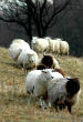 Under control of the Bureau of Indian Affairs (BIA), people are only allowed 28 sheep per household. Image of Under control of the Bureau of Indian Affairs (BIA), people are only allowed 28 sheep per household.