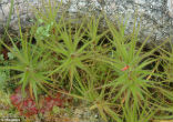 Related to the South African Roridula Image of Related to the South African Roridula