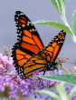 Monarch butterflies have the potential to be placed on the endangered species list after a huge population drop. Image of Monarch butterflies have the potential to be placed on the endangered species list after a huge population drop.