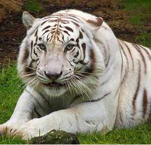 The issue of widespread extinction is exacerbated because of the huge gaps in scientists' knowledge about the planet's biodiversity. The issue of widespread extinction is exacerbated because of the huge gaps in scientists' knowledge about the planet's biodiversity.