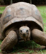 Turtles can be in grave danger if they remain flipped over for too long of a time period. Image of Turtles can be in grave danger if they remain flipped over for too long of a time period.