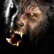 According to Argentinian folklore, the seventh son born to a family is cursed to become a werewolf. Image of According to Argentinian folklore, the seventh son born to a family is cursed to become a werewolf.