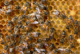 A substance used by bees to seal openings in their hives may be capable of preventing or reversing hair loss. Image of A substance used by bees to seal openings in their hives may be capable of preventing or reversing hair loss.