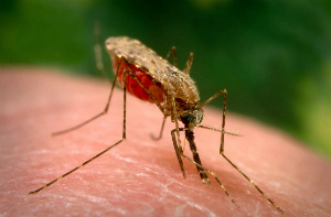 The number of cases of malaria, a disease that is often fatal to children, has dropped remarkably in the last 13 years, the World Health Organization says. Down to just 128 million from 173 million back in 2000. The number of cases of malaria, a disease that is often fatal to children, has dropped remarkably in the last 13 years, the World Health Organization says. Down to just 128 million from 173 million back in 2000.