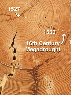 Daniel Griffin of the University of Minnesota and Kevin J. Anchukaitis of the Woods Hole Oceanographic Institution measured tree rings from nearly 300 blue oaks. Daniel Griffin of the University of Minnesota and Kevin J. Anchukaitis of the Woods Hole Oceanographic Institution measured tree rings from nearly 300 blue oaks.