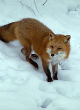 For the first time in 100 years, the Sierra Nevada red fox has been spotted in the Yosemite National Park. Image of For the first time in 100 years, the Sierra Nevada red fox has been spotted in the Yosemite National Park.