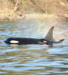 J50 brings hope to endangered orca pod. Image of J50 brings hope to endangered orca pod.