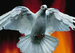 To blaspheme against the Holy Spirit is the unforgivable sin because it hardens the heart of the sinner to such an extent that it takes a very extraordinary moral miracle to overcome. Image of To blaspheme against the Holy Spirit is the unforgivable sin because it hardens the heart of the sinner to such an extent that it takes a very extraordinary moral miracle to overcome.