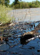 Though it's not the first oil spill in the Yellowstone River, this incident left thousands without clean water. Image of Though it's not the first oil spill in the Yellowstone River, this incident left thousands without clean water.