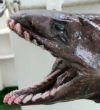 According to South East Trawl Fishing Association, the frilled shark is often referred to as a Image of According to South East Trawl Fishing Association, the frilled shark is often referred to as a
