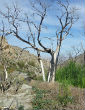 Many of California's giant trees are dying off, and scientists believe climate change is the primary factor, as smaller trees more adaptable to dryer and warm climates flourish. Image of Many of California's giant trees are dying off, and scientists believe climate change is the primary factor, as smaller trees more adaptable to dryer and warm climates flourish.