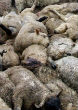 While not common in larger animals, as this photo shows, large animals are susceptible to mass die-offs. Image of While not common in larger animals, as this photo shows, large animals are susceptible to mass die-offs.