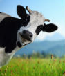 Genetically engineered cows are being vaccinated against a variety of deadly diseases with hopes of finding curing antibodies. Image of Genetically engineered cows are being vaccinated against a variety of deadly diseases with hopes of finding curing antibodies.