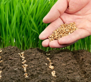 Let us strive to good soil and to bear a hundred fold. Let us strive to good soil and to bear a hundred fold.