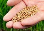 Let us strive to good soil and to bear a hundred fold. Image of Let us strive to good soil and to bear a hundred fold.