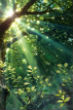 Image of