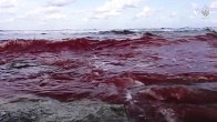 Then, as they deliberately and simultaneously beheaded the 21 Christian Martyrs, they showed their blood flowing into the sea. Image of Then, as they deliberately and simultaneously beheaded the 21 Christian Martyrs, they showed their blood flowing into the sea.