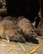 Aborted human fetuses are being used for organ transplants in lab rats. Image of Aborted human fetuses are being used for organ transplants in lab rats.