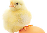 One little egg is packed with vitamins essential to your health! Image of One little egg is packed with vitamins essential to your health!