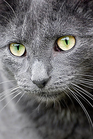 Cats have a way of making their way deep into our hearts. Cats have a way of making their way deep into our hearts.