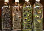 weirdworldfacts.com Image of weirdworldfacts.com