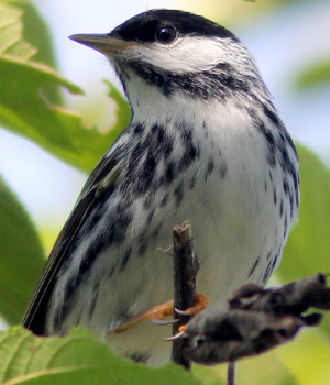 small woodland songbird nyt small woodland songbird nyt