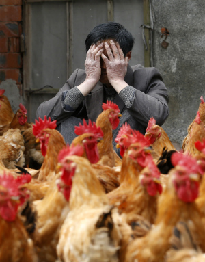 5.3 MILLION chickens euthanized on Iowa farm as bird flu epidemic ...