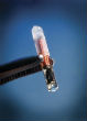 The future of human tracking may entail these tiny microchips, implanted beneath the skin. Image of The future of human tracking may entail these tiny microchips, implanted beneath the skin.