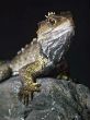 New Zealand's tuataras will be one of the species affected by climate change. Image of New Zealand's tuataras will be one of the species affected by climate change.