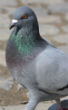 A pigeon captured in India may belong to a breeder who was captured by the Islamic State in early 2015. Image of A pigeon captured in India may belong to a breeder who was captured by the Islamic State in early 2015.