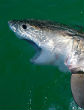 Young great white sharks often swim along the California coast, eating small fish until they grow larger. Image of Young great white sharks often swim along the California coast, eating small fish until they grow larger.