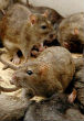 Rat infestation in Indian hospital leads to gruesome newborn death. Image of Rat infestation in Indian hospital leads to gruesome newborn death.