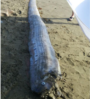 Oarfish washed up onshore on California's coasts in recent years are believed to have been sick, disoriented because of a storm or even responding to underwater seismic activity. Oarfish washed up onshore on California's coasts in recent years are believed to have been sick, disoriented because of a storm or even responding to underwater seismic activity.