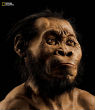 A reconstruction of what scientists believe Homo naledi looked like (National Geographic Society). Image of A reconstruction of what scientists believe Homo naledi looked like (National Geographic Society).