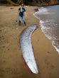 Image of Oarfish on Catalina Island shore [not related to article].