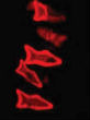 Microfish glow red in the presence of toxins. Image of Microfish glow red in the presence of toxins.
