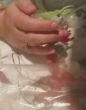 Holli Gorveatt touches her hand to Link's (ABC7). Image of Holli Gorveatt touches her hand to Link's (ABC7).