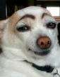 Dogs are hilarious (Maguzz)! Image of Dogs are hilarious (Maguzz)!