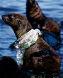 The ocean is already full of plastic -but more is on its way (LiveScience). Image of The ocean is already full of plastic -but more is on its way (LiveScience).
