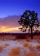 The Mojave Desert contains water beneath its surface that is currently evaporating (HSID). Image of The Mojave Desert contains water beneath its surface that is currently evaporating (HSID).
