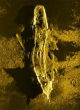 Image of