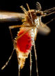Zika continues to spread across the United States (James Gathany/CDC). Image of Zika continues to spread across the United States (James Gathany/CDC).