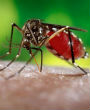 At least nine people have been diagnosed with the Zika Virus in Florida (James Gathany/CDC). Image of At least nine people have been diagnosed with the Zika Virus in Florida (James Gathany/CDC).